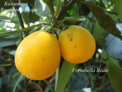 fortunella Reale - 